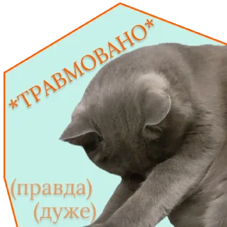 🥹 emoji ♡Примарні котики♡ Telegram sticker 23 of 36