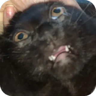 🫥 emoji Гарик Гашишов Telegram sticker 18 of 46