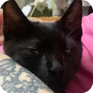 🫥 emoji Гарик Гашишов Telegram sticker 12 of 46