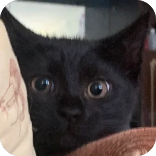 🫥 emoji Гарик Гашишов Telegram sticker 10 of 46
