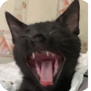 🫥 emoji Гарик Гашишов Telegram sticker 8 of 46