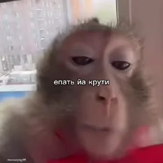 😎 emoji Обезьяни 2 пак Telegram sticker 8 of 48