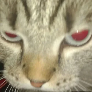 💕 emoji Сэмик кот 🥰 Telegram sticker 8 of 29