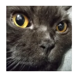 😳 emoji кубик тупой Telegram sticker 4 of 8