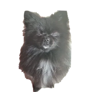 🐱 emoji Лёва Telegram sticker 7 of 24