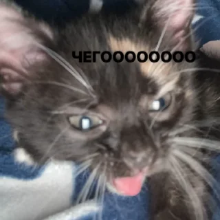 🌟 emoji лучшая девочка Telegram sticker 22 of 96