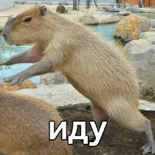 🥰 emoji капибавы (https://t.me/tg_free_stickers) Telegram sticker 17 of 48