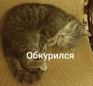 🌟 emoji Ку-ку ёпта Telegram sticker 6 of 24