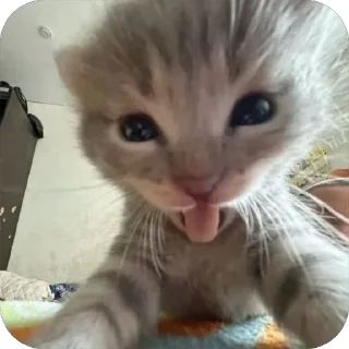 😛 emoji Кітик Telegram sticker 21 of 62