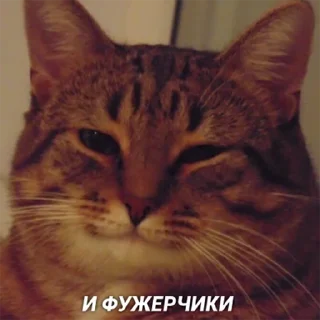 🍷 emoji Cats&cats&cats&cats Telegram sticker 12 of 55