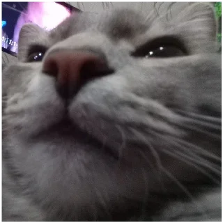 🐈 emoji cute Amon ฅ^• ˕ •^ฅ Telegram sticker 5 of 8