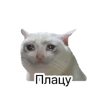 😭 emoji Cats&cats&cats&cats Telegram sticker 5 of 55