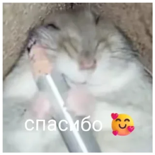 ❤️ emoji хомачка пак 🥀 (@pochimydba) Telegram sticker 9 of 15