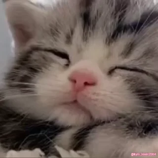 😴 emoji @S_u_b_a_r_u_1 милые животные Telegram sticker 19 of 110