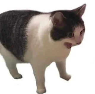 🅰️ emoji кітики Telegram sticker 22 of 120