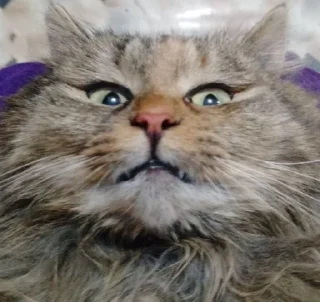 😒 emoji cats Telegram sticker 17 of 49