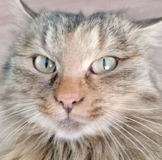 Sticker from cats