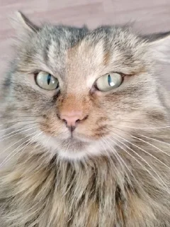 Sticker from cats