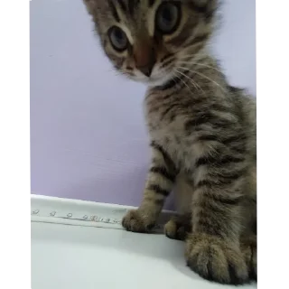 Sticker from котя