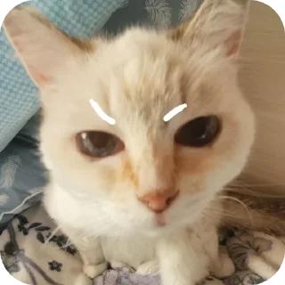 😠 emoji Крутая Белочка /@akyrkaa Telegram sticker 14 of 102