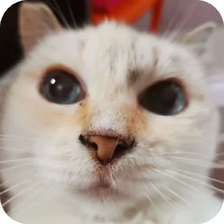 🥰 emoji Крутая Белочка /@akyrkaa Telegram sticker 5 of 102