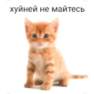 🫥 emoji Cringe and cats Telegram sticker 15 of 98
