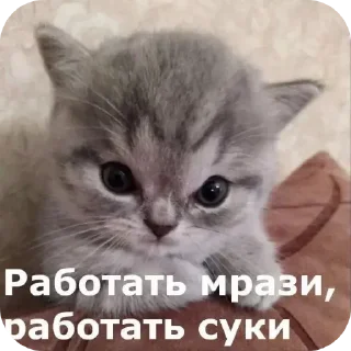 🐱 emoji ❗СВО СВО Telegram sticker 22 of 92