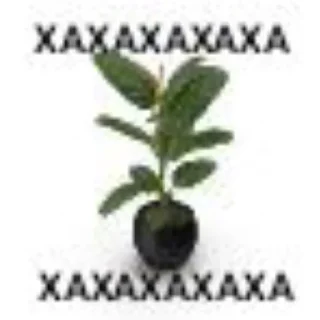 Sticker from Фикус