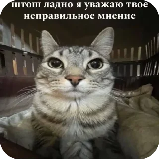 🐱 emoji Все нормально Telegram sticker 13 of 42
