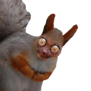 😧 emoji Белки @stickernayaa Telegram sticker 5 of 11