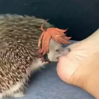 🦔 emoji ежиный припадок Telegram sticker 7 of 28