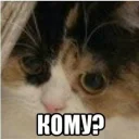 🐱 emoji Зачем? Telegram sticker 5 of 17