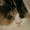 🐱 emoji Зачем? Telegram sticker 15 of 17