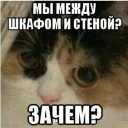 🐱 emoji Зачем? Telegram sticker 8 of 17