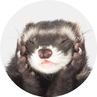 Хорьки sticker preview 2