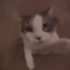 🐈‍⬛ emoji коты @diaschiz @TgEmodziBot Telegram sticker 9 of 36