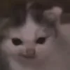 🐈‍⬛ emoji коты @diaschiz @TgEmodziBot Telegram sticker 6 of 36