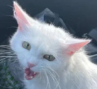 🤬 emoji кися-мися Telegram sticker 18 of 20