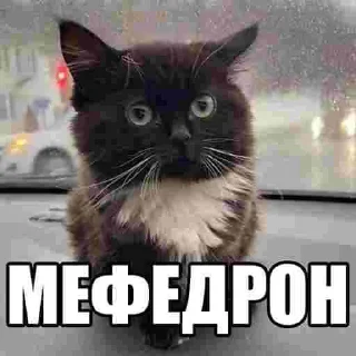 😃 emoji ЕБАНЫЕ НАРКОМАНЫ Telegram sticker 2 of 17