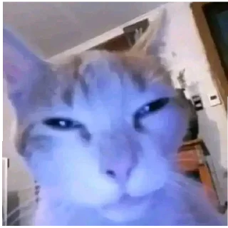 Sticker from cats