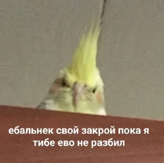 🤜 emoji Наркамань белки #3 Telegram sticker 6 of 120