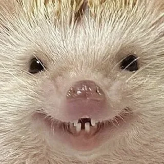 🐷 emoji Ёжик Telegram sticker 4 of 9