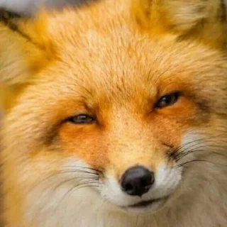 😏 emoji Лисички [ Sticker Pack ] Telegram sticker 12 of 13
