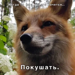 🙃 emoji Лисички [ Sticker Pack ] Telegram sticker 11 of 13