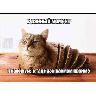 🐱 emoji Умная хрень 2.0 Telegram sticker 22 of 89