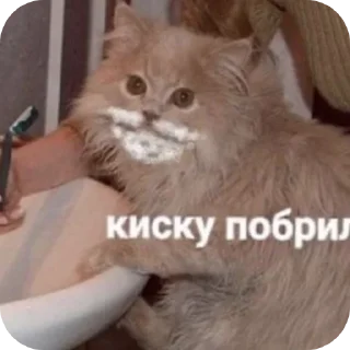 🐱 emoji kittens Telegram sticker 22 of 37