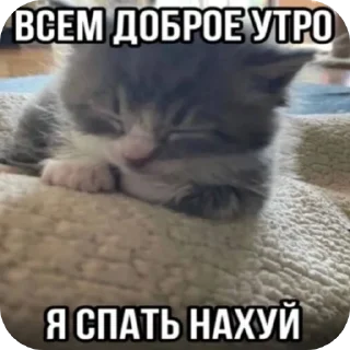 🐱 emoji kittens Telegram sticker 7 of 37