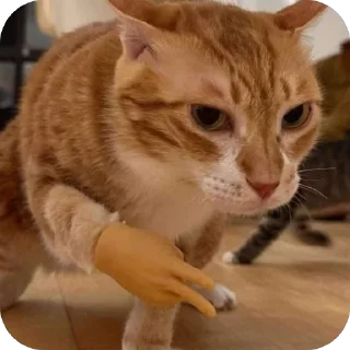 🫥 emoji Kittens??? Telegram sticker 9 of 78