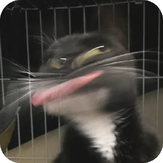 🫥 emoji Kittens??? Telegram sticker 19 of 78