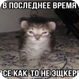 Sticker from kittens